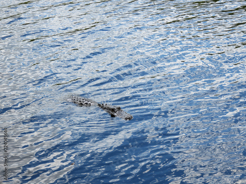 Alligator Swimming the swamp of I-75 known as Alligator Alley Florida