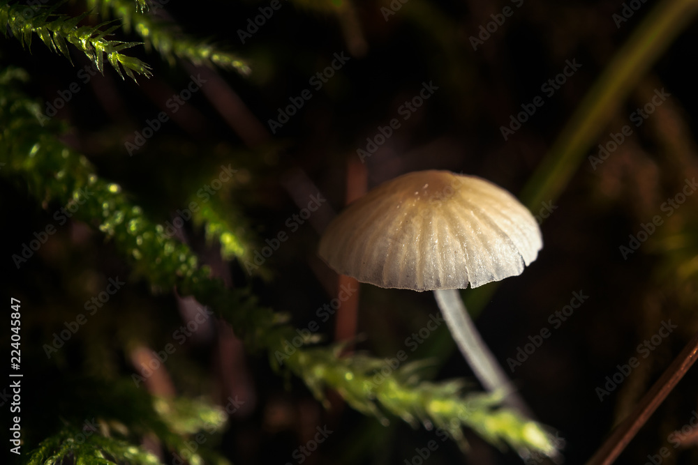 Fototapeta premium fungus
