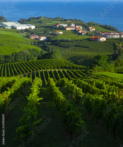 Vineyards and farms for the production of white wine with the sea in the background.