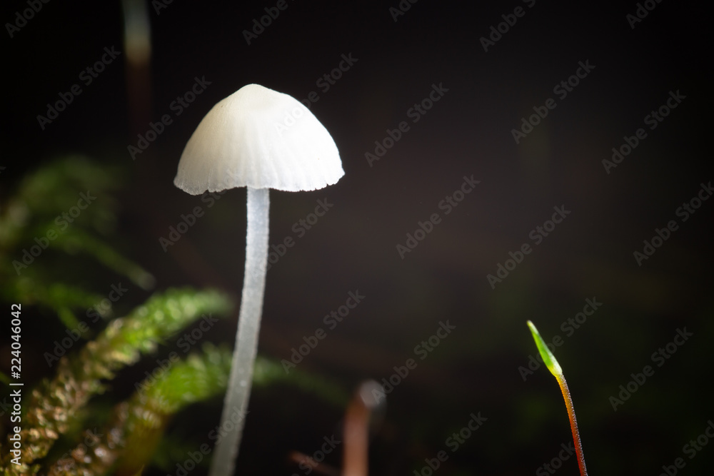 fungus fungus