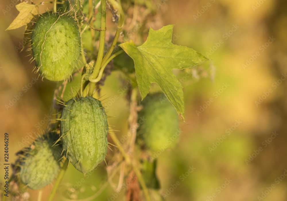 Melano - Antillian cucumber Melano - Antillian cucumber