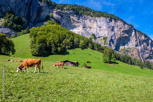Near the village of Lauterbrunnen in Berner Oberland (Switzerland), two cows are grazing in green fields.