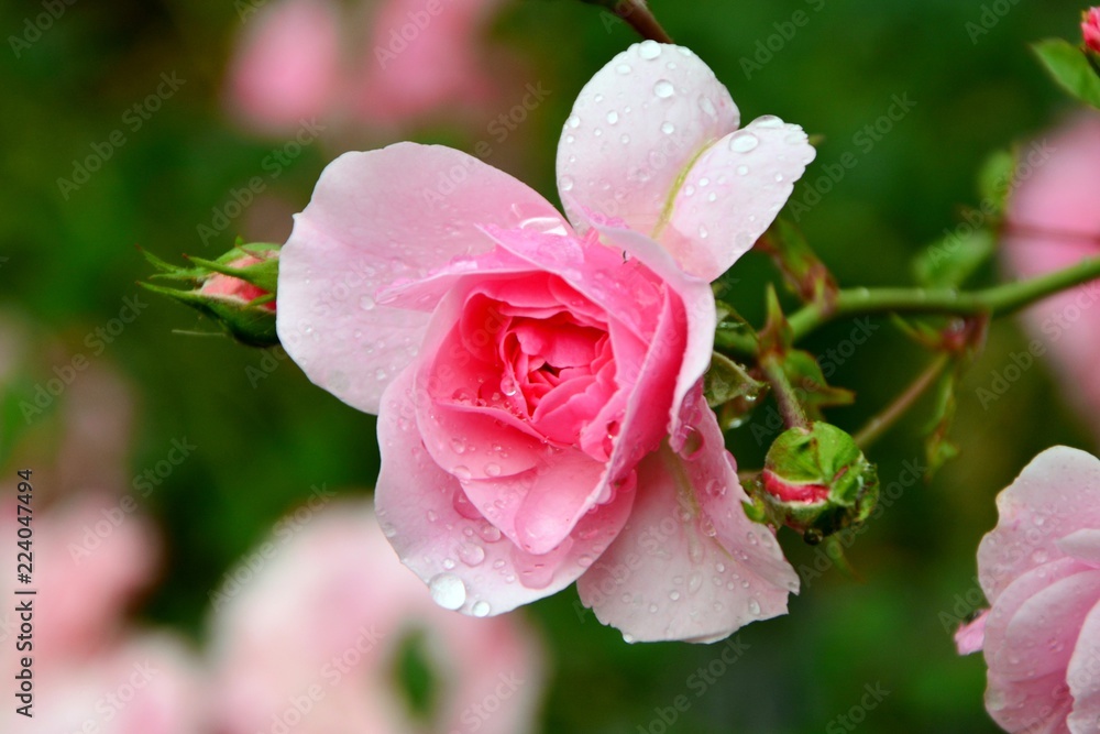 Delicate pink rose with water drops in the garden close-up. Delicate pink rose with water drops in the garden close-up.