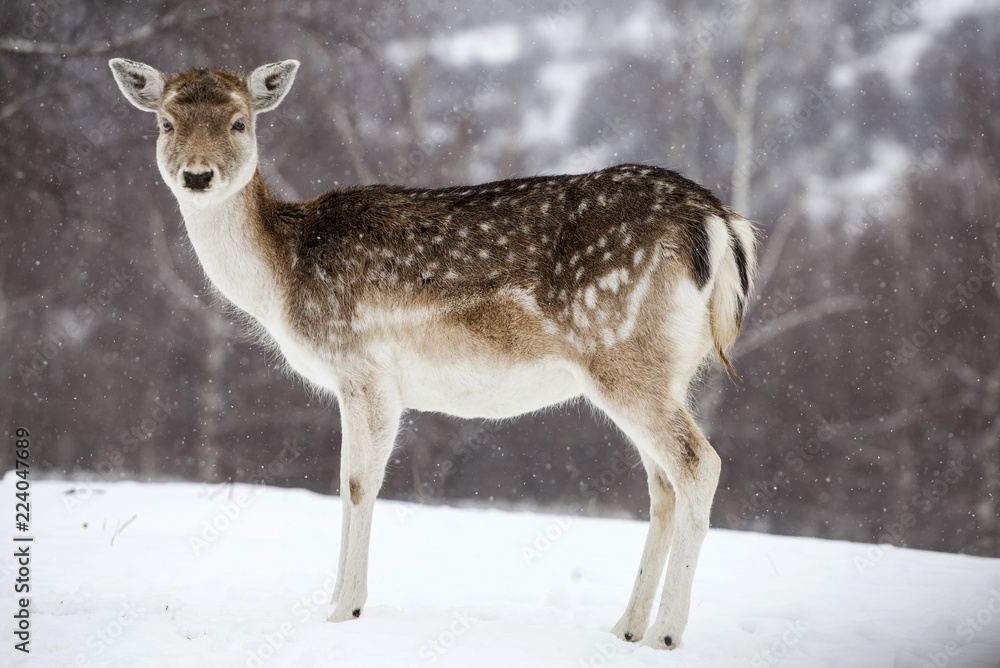 Deer in wintertime Deer in wintertime