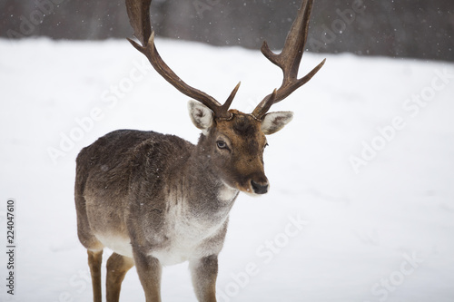 Fototapeta Naklejka Na Ścianę i Meble -  Deer in wintertime