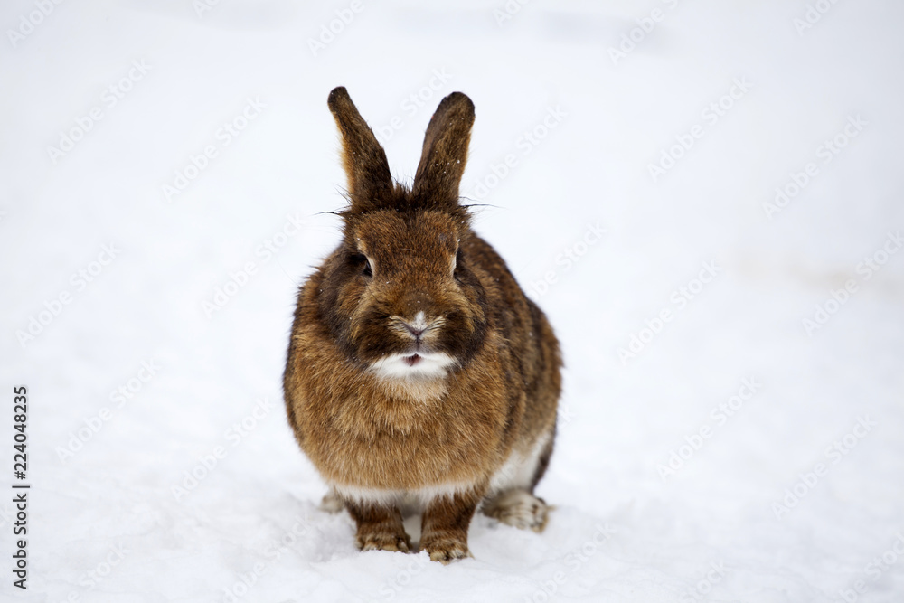 Naklejka premium Rabbit in wintertime