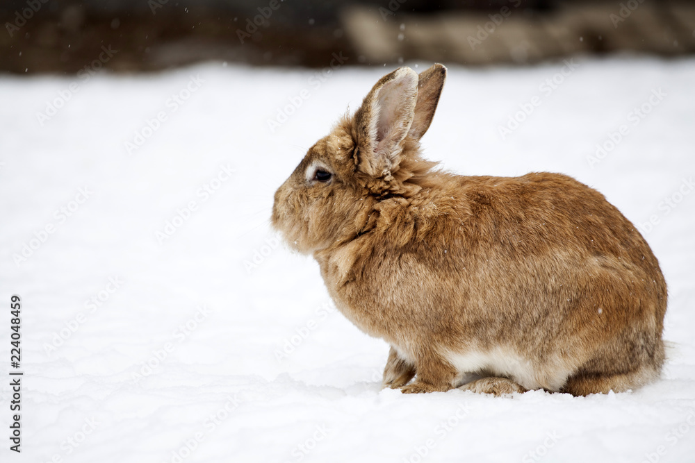 Rabbit in wintertime Rabbit in wintertime