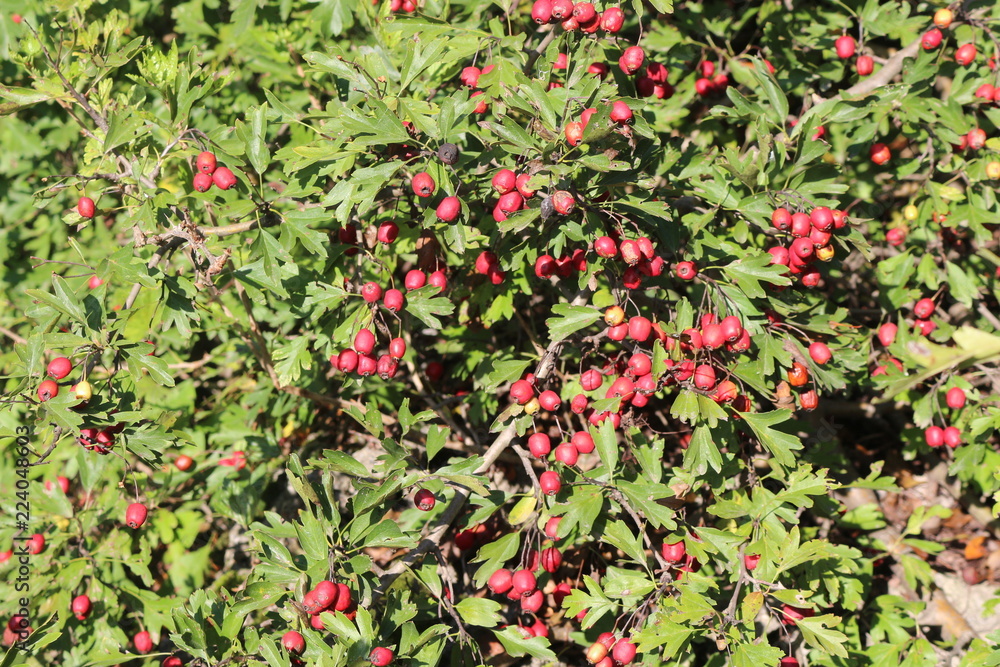  Berries of hawthorn ripened on bush