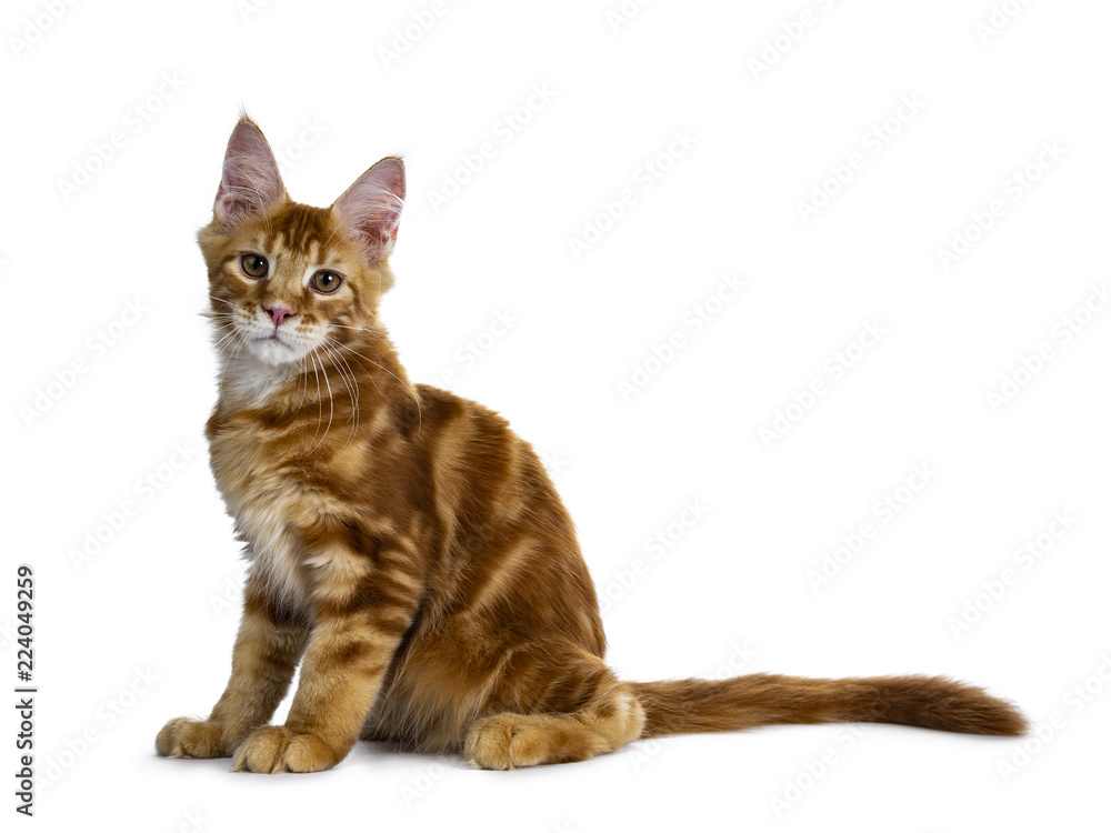 Handsome red Maine Coon cat kitten sitting side ways looking straight in lens, isolated on white background