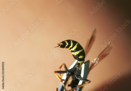 close - up of the wasp abdomen with a venomous sting protruding is clamped in metal forceps