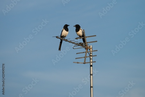 Two magpies sitting on the tv antenna