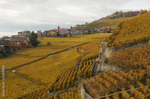 Lutry - Cully: Colourfull landscape of the Unesco world heritage Lavaux along Lake Genève. photo