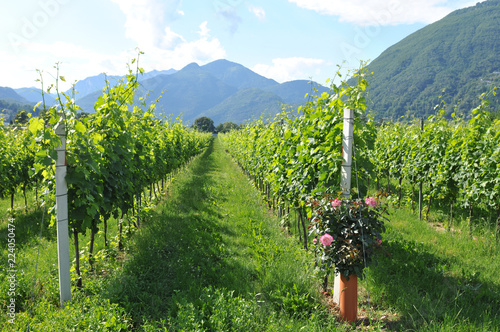 South Switzerland: Wine yards in the Maggia River Delta near Ascona and Locarno City photo