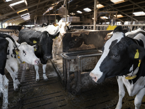 curious black and white holstein cows inside barn on dutch farm in holland