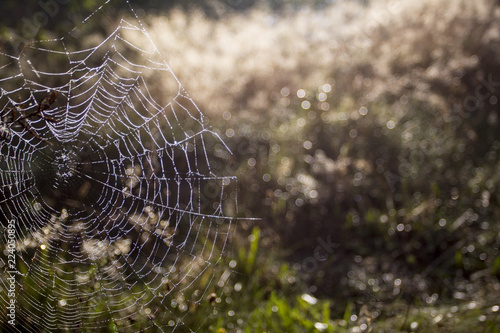 A cobweb in the autumn. Fall background. Copy space