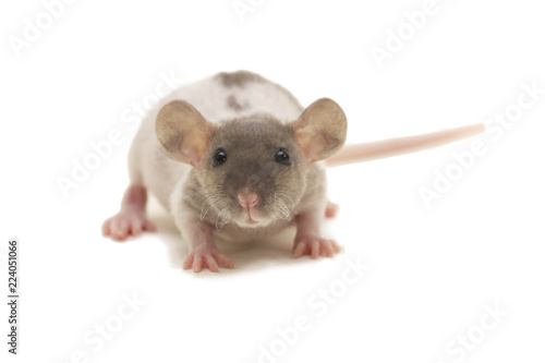 A small dumbo fuzz rat isolated on white. photo