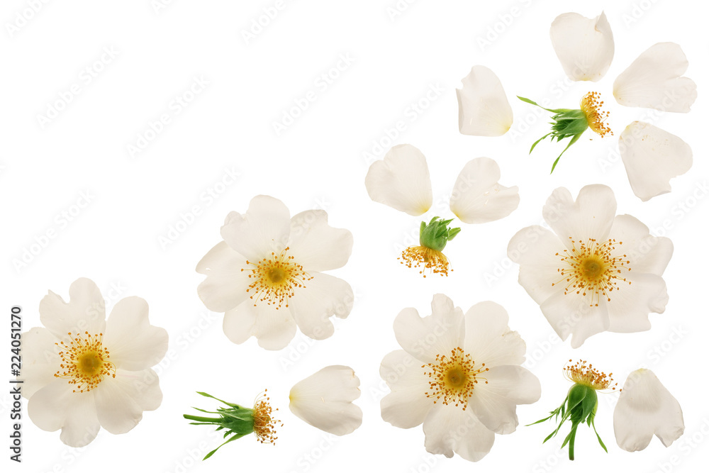 Obraz premium Rosehip flower isolated on white background with copy space for your text