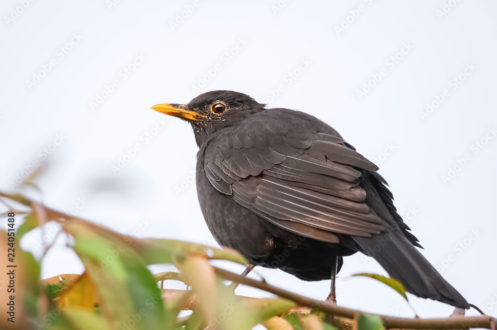 Amsel im herbstlichen Baum Amsel im herbstlichen Baum