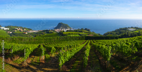 Vineyards and wine production with the Cantabrian sea in the background, Getaria Spain photo