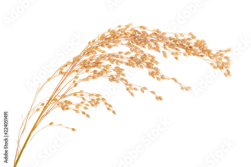 ear of millet isolated on white background photo