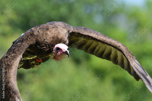 Hooded vulture (necrosyrtes monachus) in flight photo