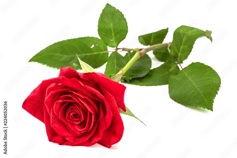 beautiful red rose isolated on white background beautiful red rose isolated on white background