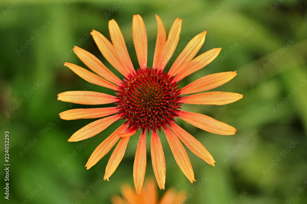 Blooming orange echinacea in the garden Blooming orange echinacea in the garden