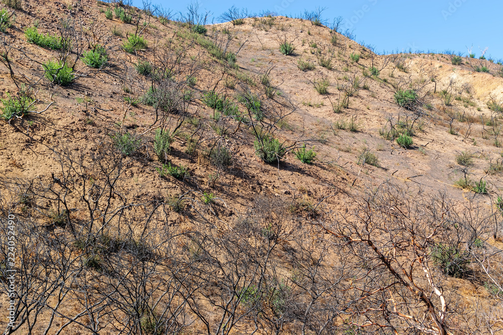 Slopes left bare from forest fires with no growth to control flooding