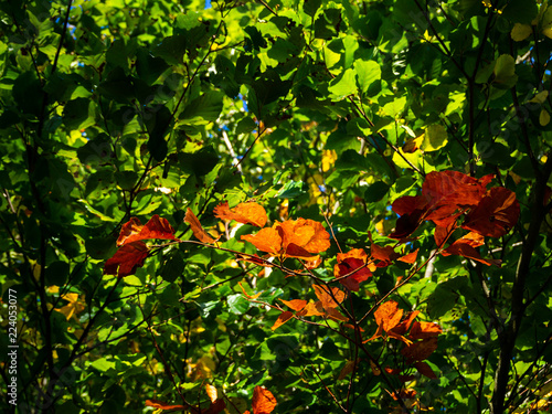 Change of Season Concept, Autumn Brown Leaves against Summer Green Leaves