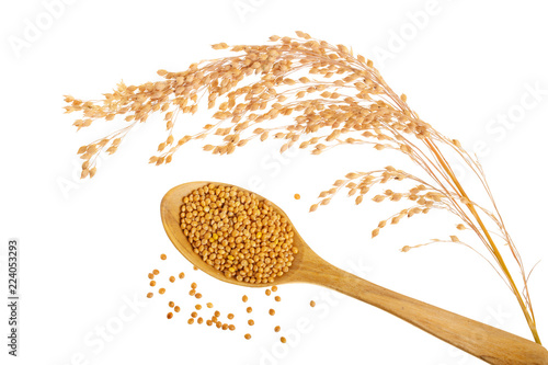 Tableau sur toile Spikes of millet and grain in wooden spoon isolated on white background