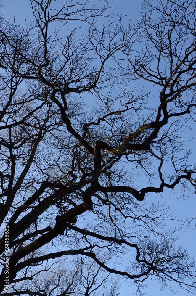 branches branches