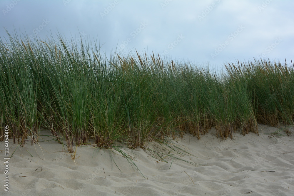 Strandhafer in den Sanddünen an der Nordseeküste mit blauem Himmel