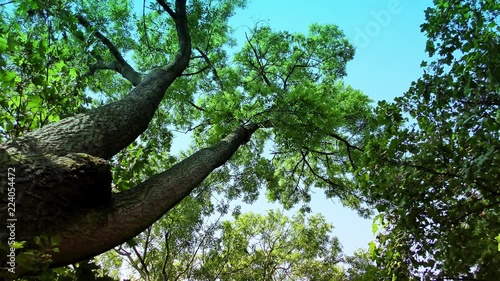 Trees in Forest on Autumn Day