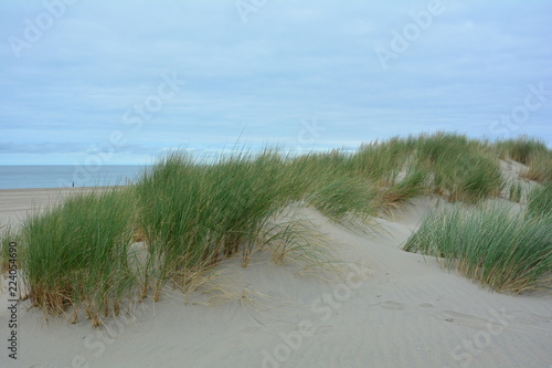 Fototapeta Naklejka Na Ścianę i Meble -  Sand Dünen mit  Strandhafer an der Nordsee 