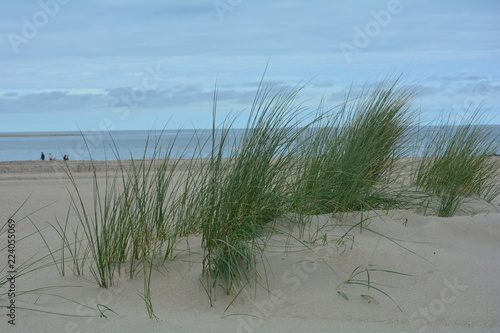 D  nengras mit viel Sand an der Nordsee  mit Meer und blauem Himmel. Menschen laufen in weiter Ferne am Strand entlang