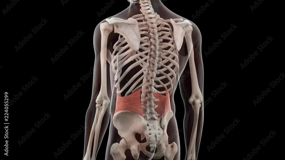 3d rendered medically accurate illustration of the internal oblique