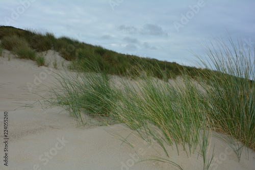 Fototapeta Naklejka Na Ścianę i Meble -  Strandhafer in den Sanddünen an der Nordseeküste in den Niederlanden