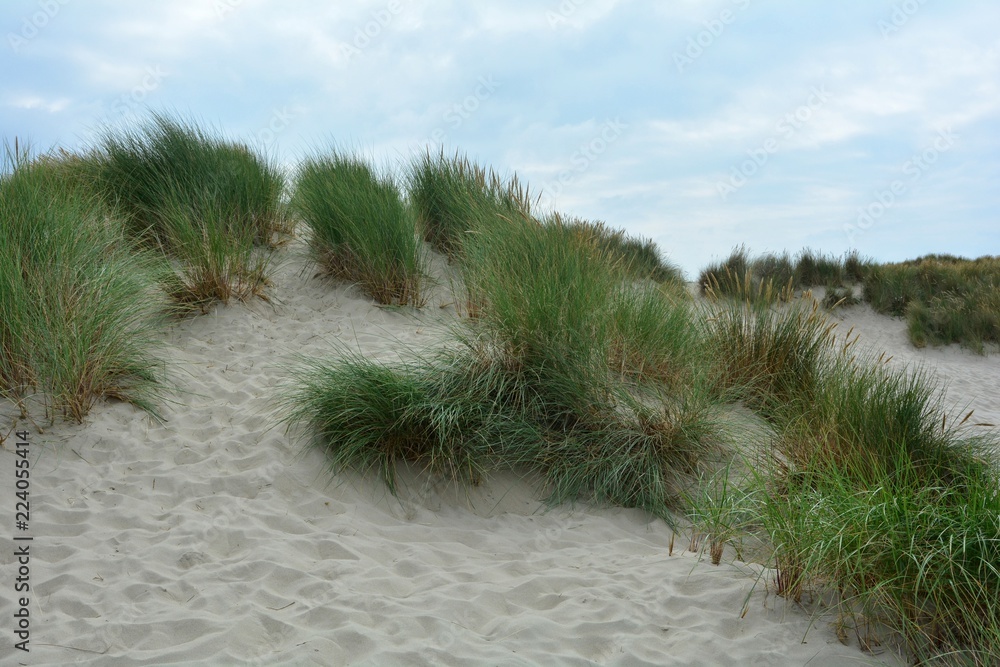 Dünenlandschaft mit Strandhafer an der Nordsee in den Niederlanden