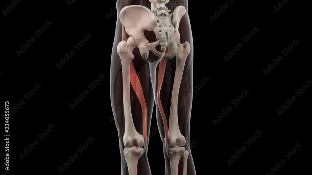 3d rendered medically accurate illustration of the sartorius 3d rendered medically accurate illustration of the sartorius