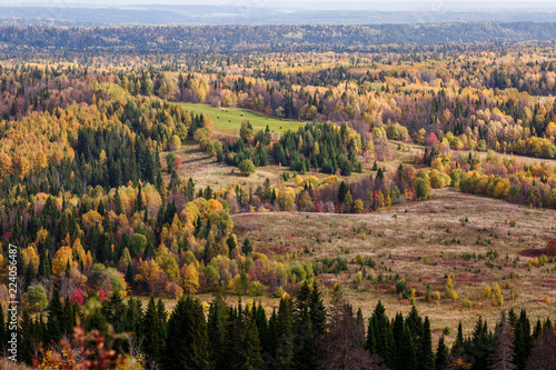 Stunning views of the Russian forest of coniferous and deciduous trees in the golden period of autumn