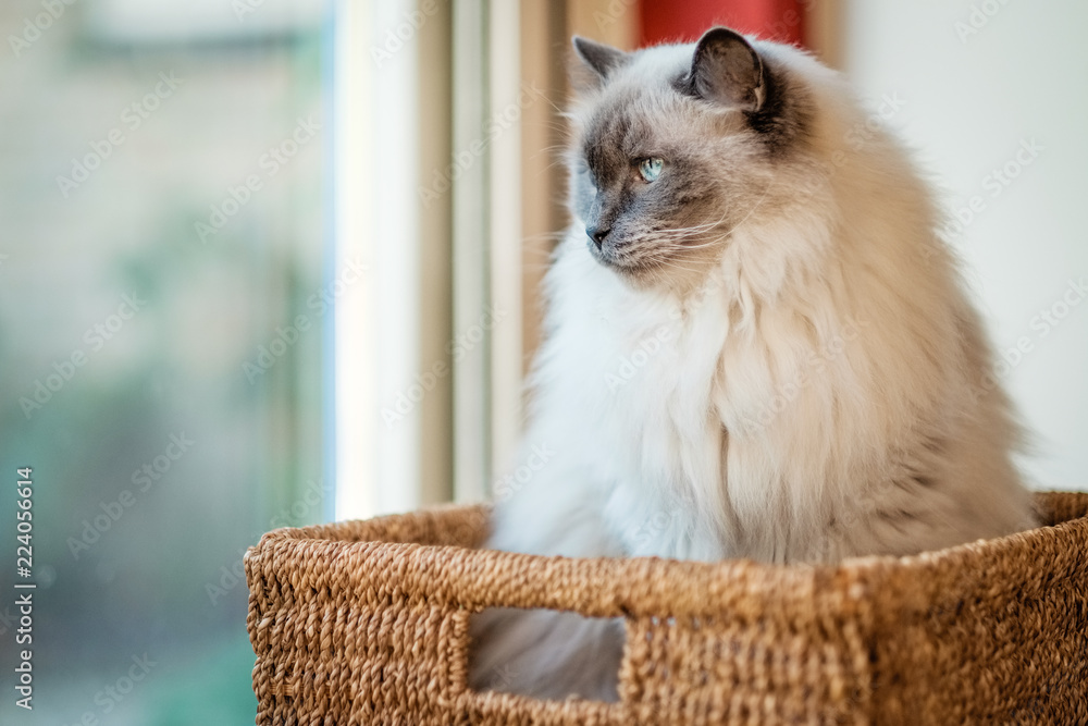 This nice Ragdoll cat, is lying in a rush basket. Developed by American  breeder Ann Baker, the ragdoll cat is best known for its docile and placid  temperament and affectionate nature. Stock