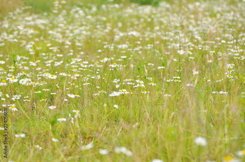 white flower meadow