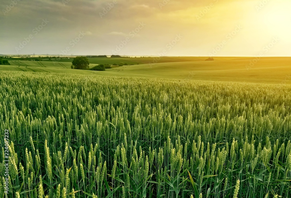 field of wheat field of wheat