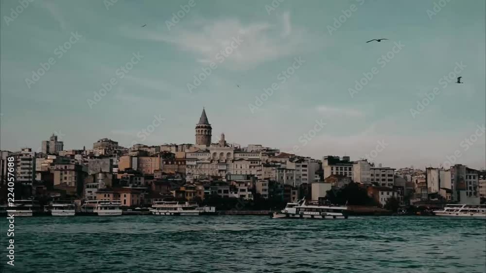 Galata and seagull Galata and seagull