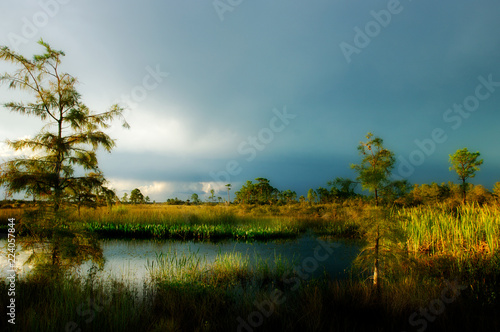 Fototapeta Naklejka Na Ścianę i Meble -  Beautiful side lighting through afternoon storm clouds lights up marshes and cypress along a pond in Big Cypress Preserve, Florida.