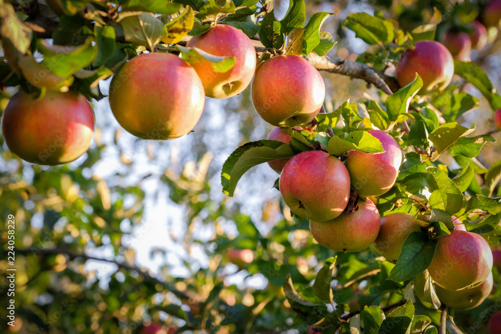 Ripe red apples on a branch, a new crop. Ripe red apples on a branch, a new crop.