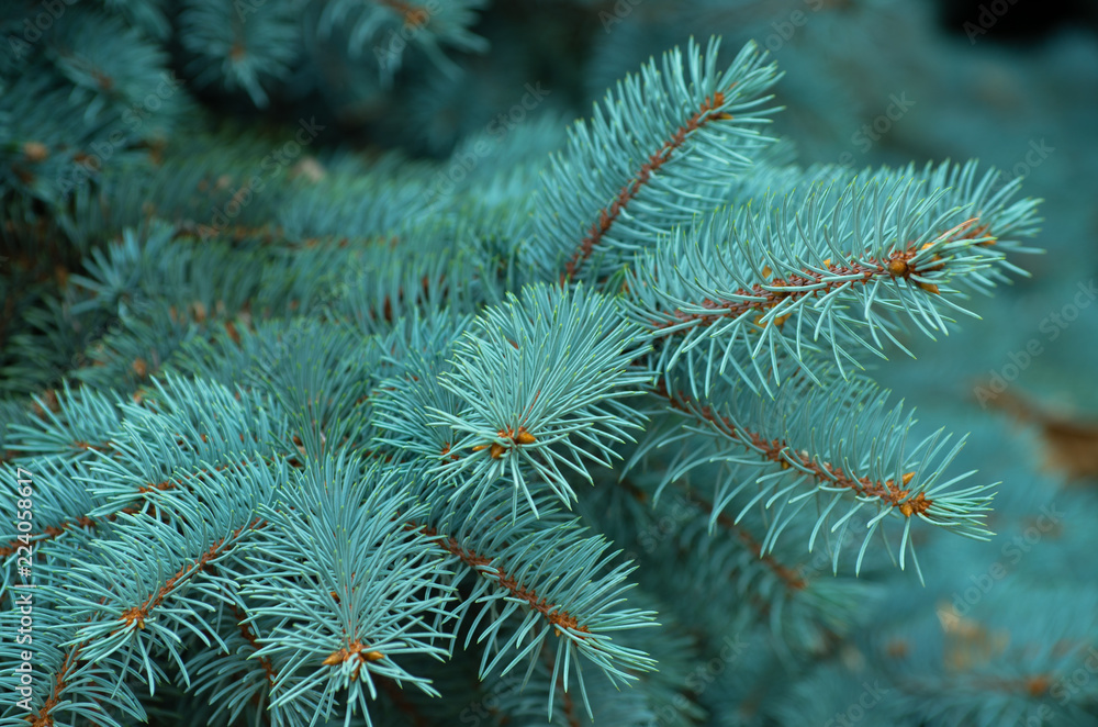 Branches of blue fir tree.