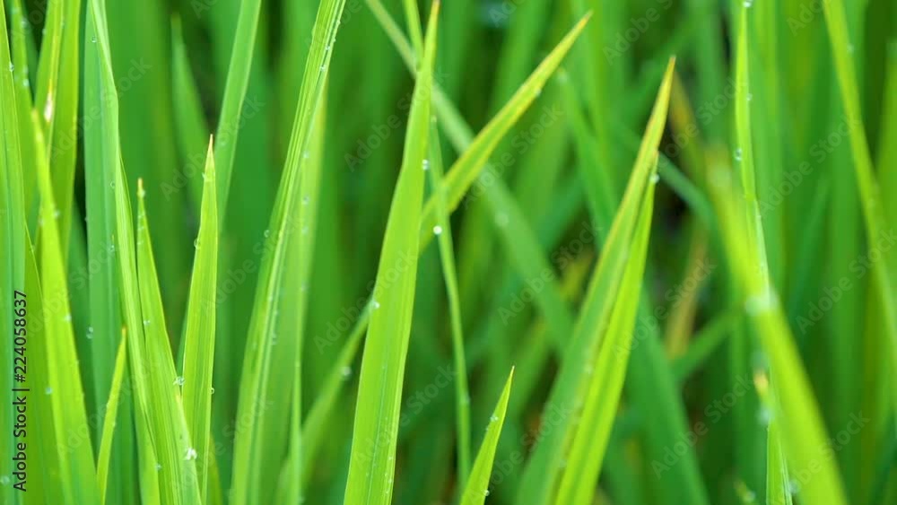 Slow motion video of macro waterdrop on green rice plant in paddy field at countryside in Chiangmai, Thailand (High Speed Video) Slow motion video of macro waterdrop on green rice plant in paddy field at countryside in Chiangmai, Thailand (High Speed Video)