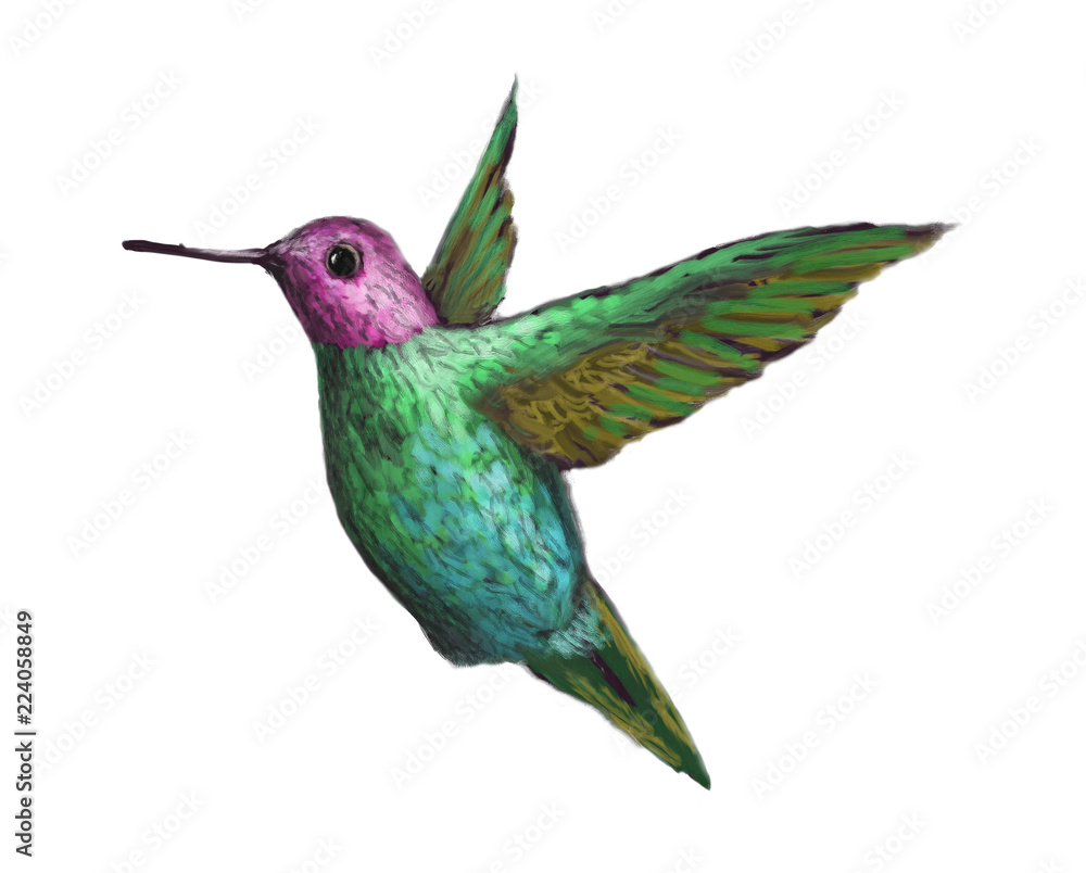 Fototapeta premium Hummingbird 4