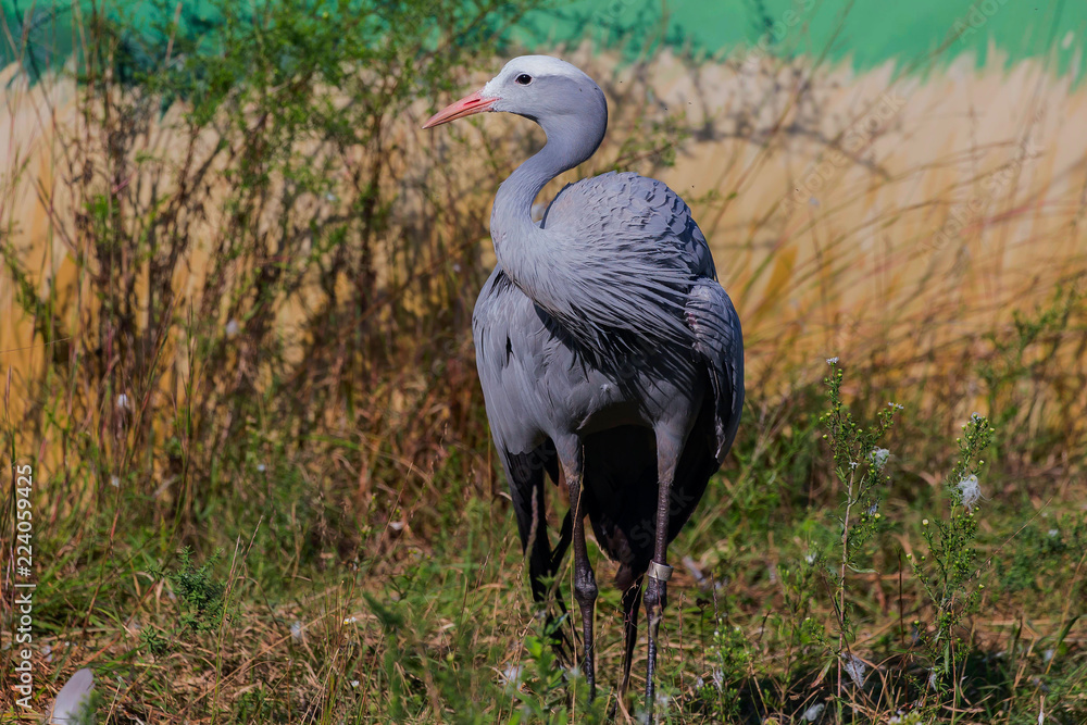 Fototapeta premium Blue Crane (Anthropoides paradiseus)